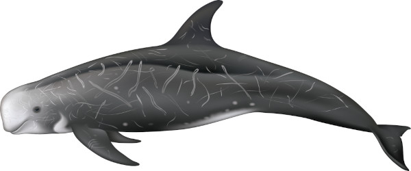 a dolphin-like animal