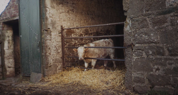 bull looks through byre gate